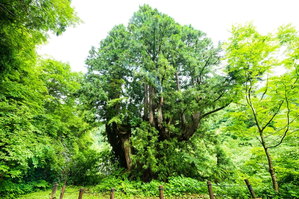 洞杉群（どうすぎぐん）