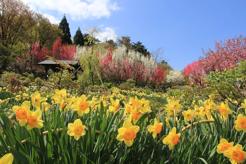 花の森・天神山ガーデン