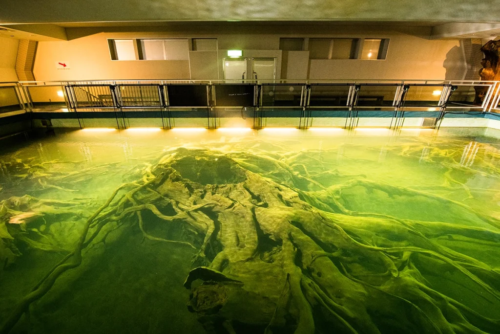 魚津埋没林博物館