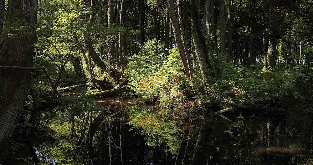 杉沢の沢スギ（入善町）
